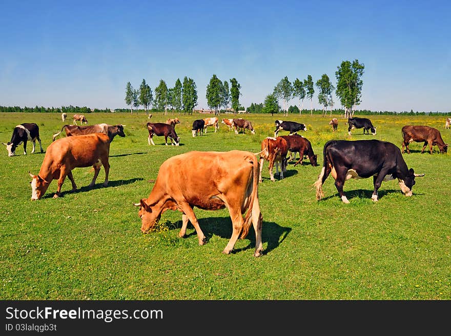 Cows on a summer pasture