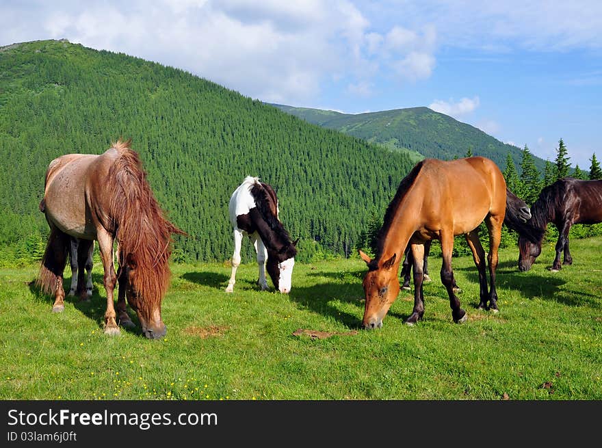 Horses On A Summer Pasture