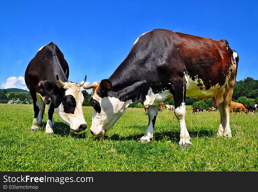 Cows on a summer pasture