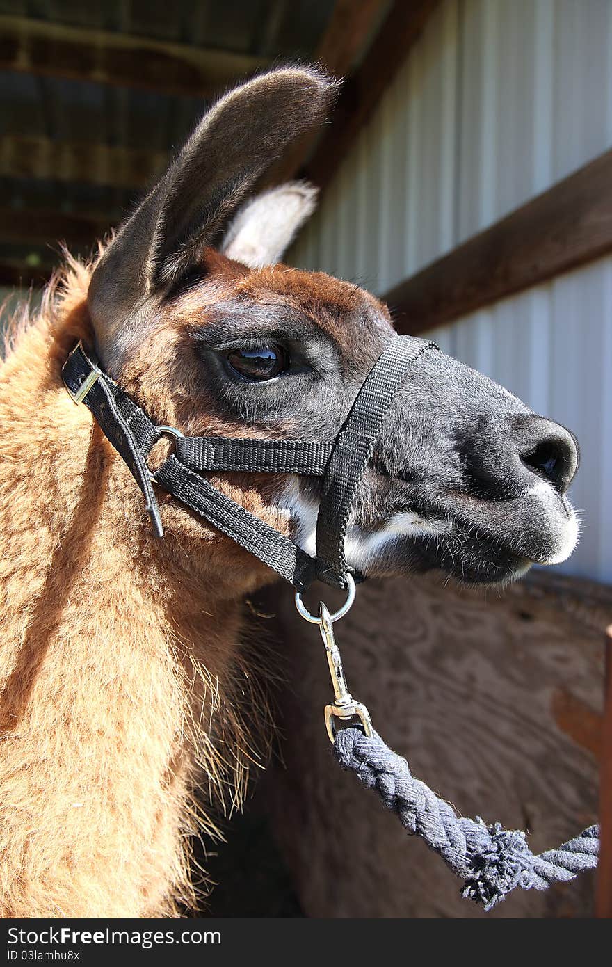 A Lama Portrait.