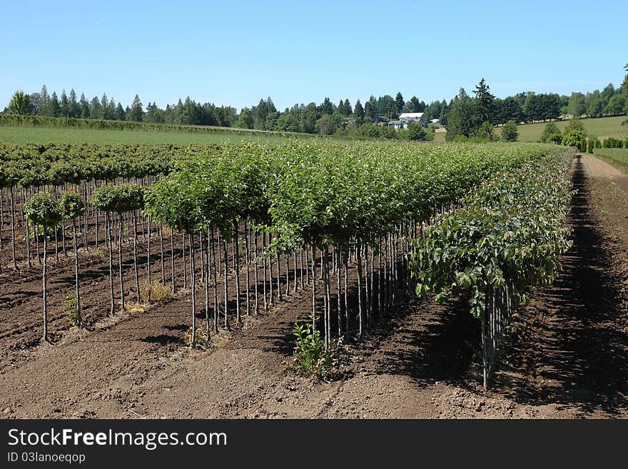 Tree Farm, Oregon.