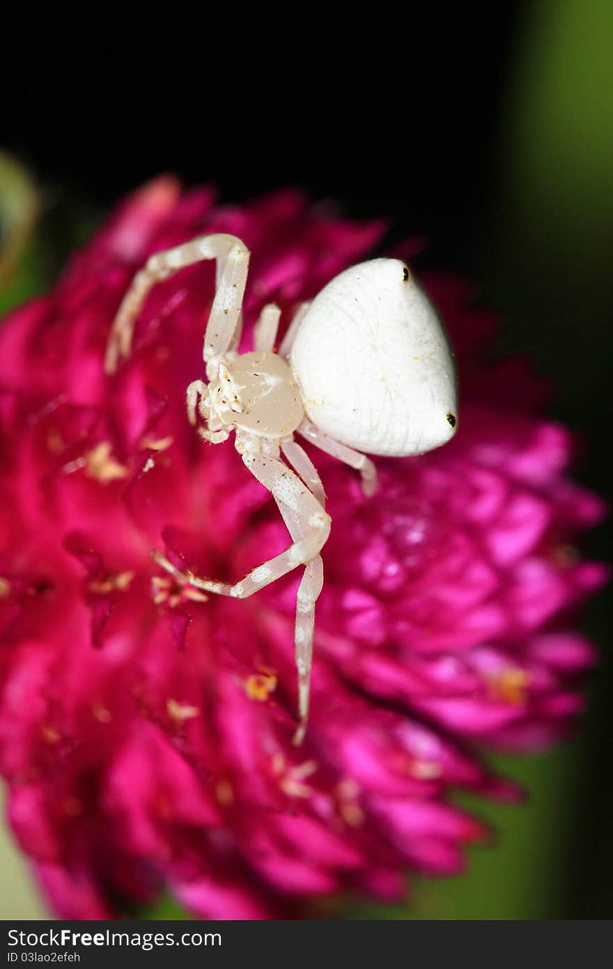 White spider sitting on pink flower.