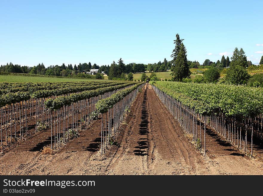 Tree Farm, Oregon.