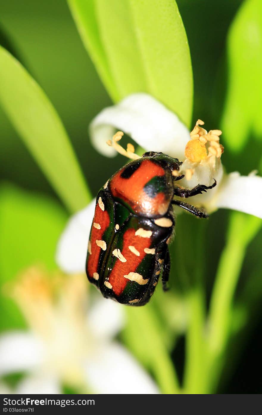 Orange back beetle