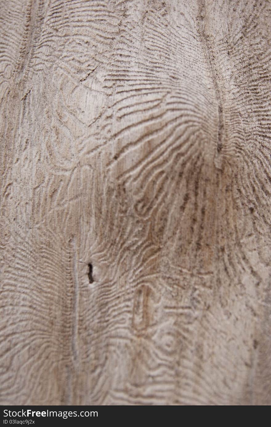 Wood Pulp Texture