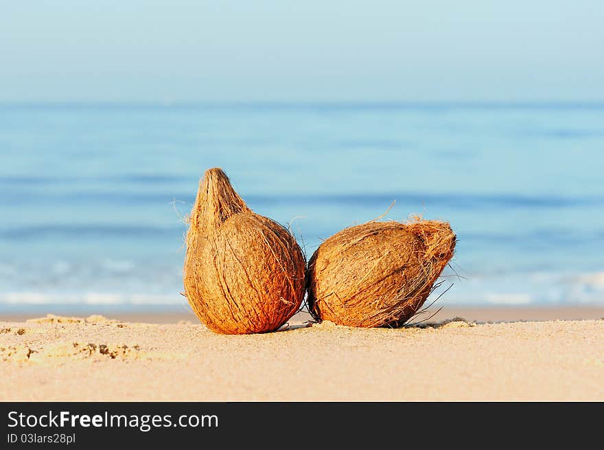 Two coconuts on the sand at the sea