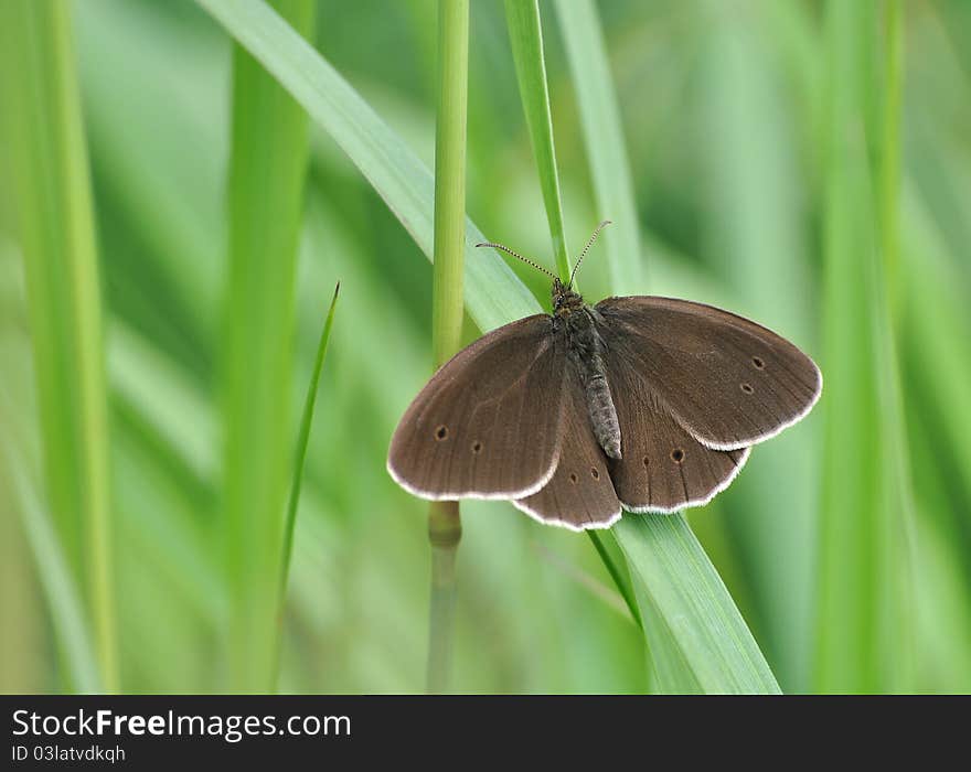 Big brown butterfly resting on grass