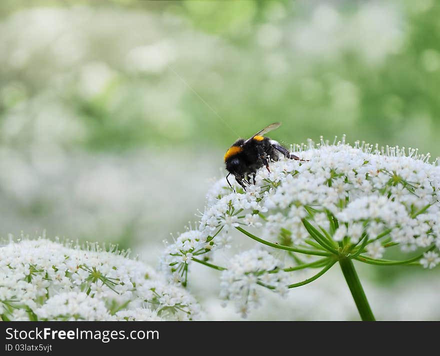 Single honeybee sitting on white flowers in the garden