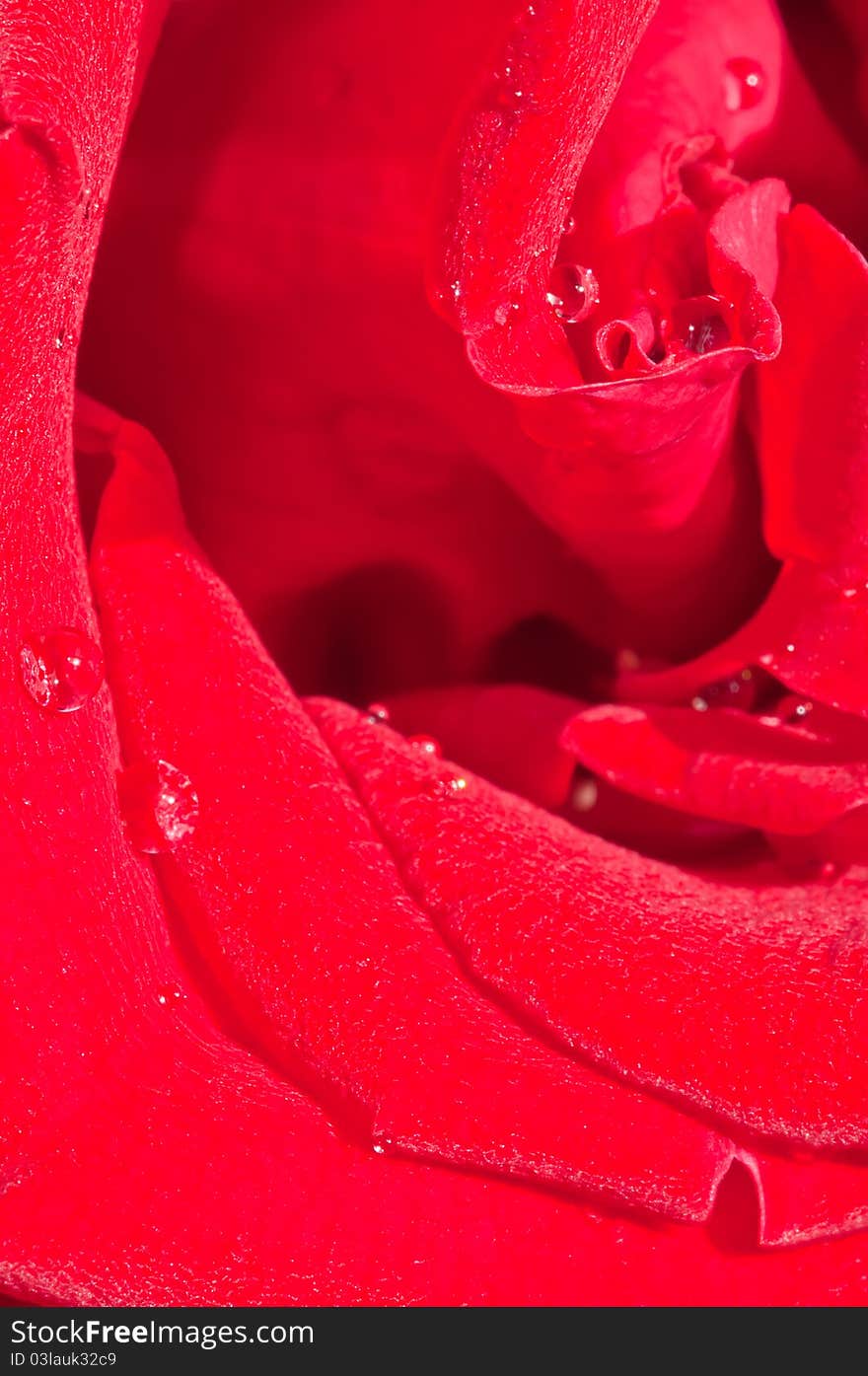 The close-up of petals of a rose