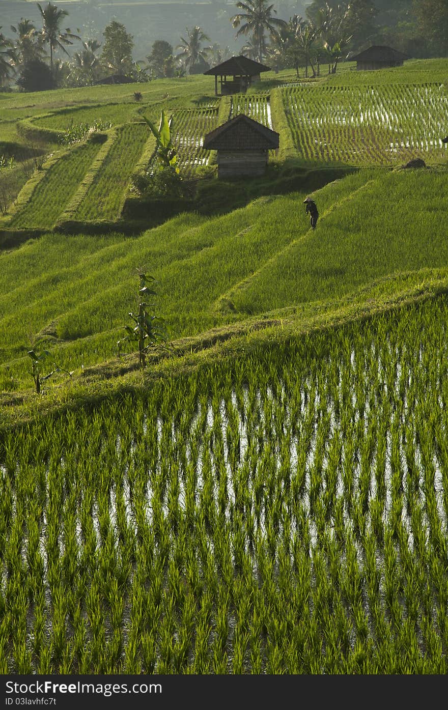 Rice field in Bali, Indonesia.