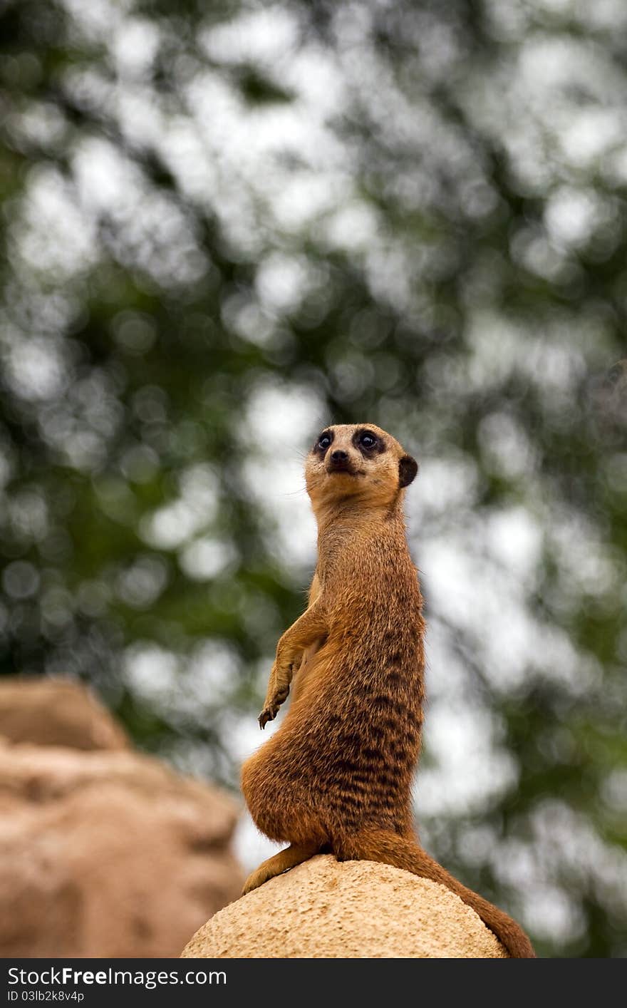 Meerkat