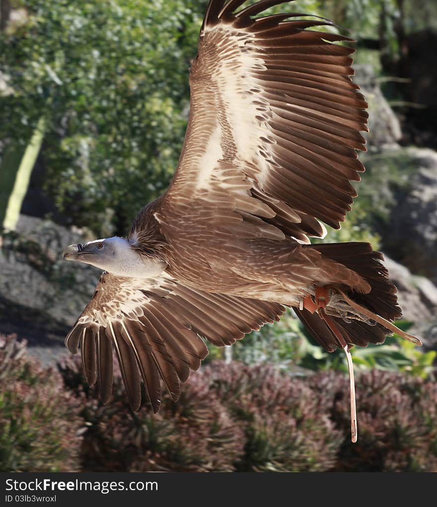 Griffon Vulture Flying In A Park