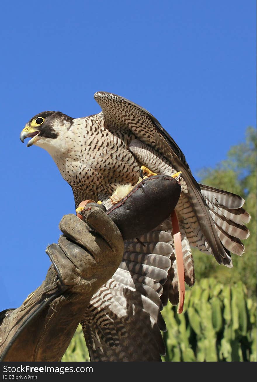 Falcon Peregrine on a falconer s hand