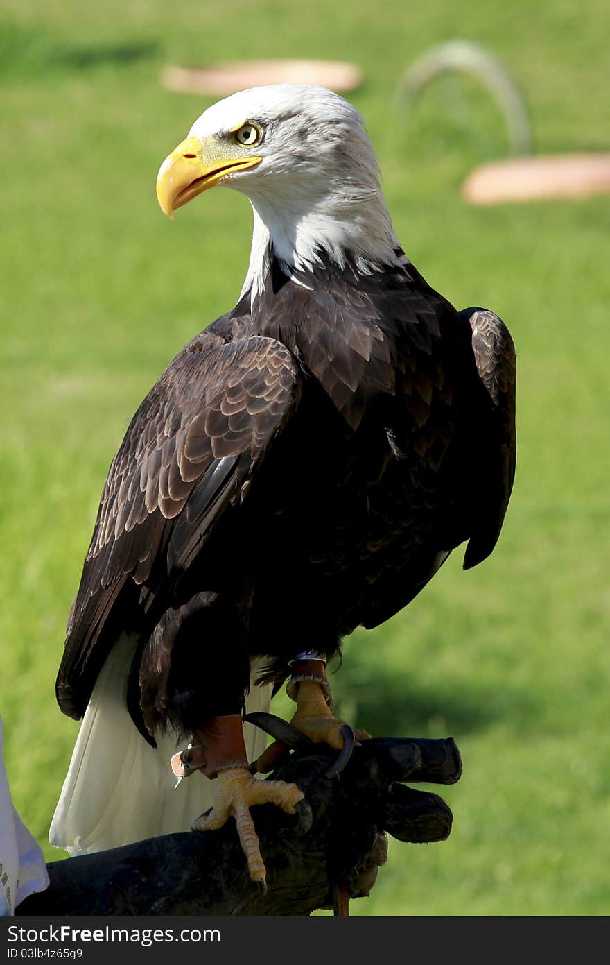 Bald Eagle Standing On A Man S Hand