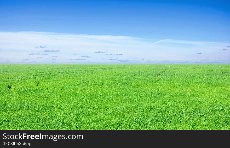 Background of cloudy sky and green grass. Background of cloudy sky and green grass