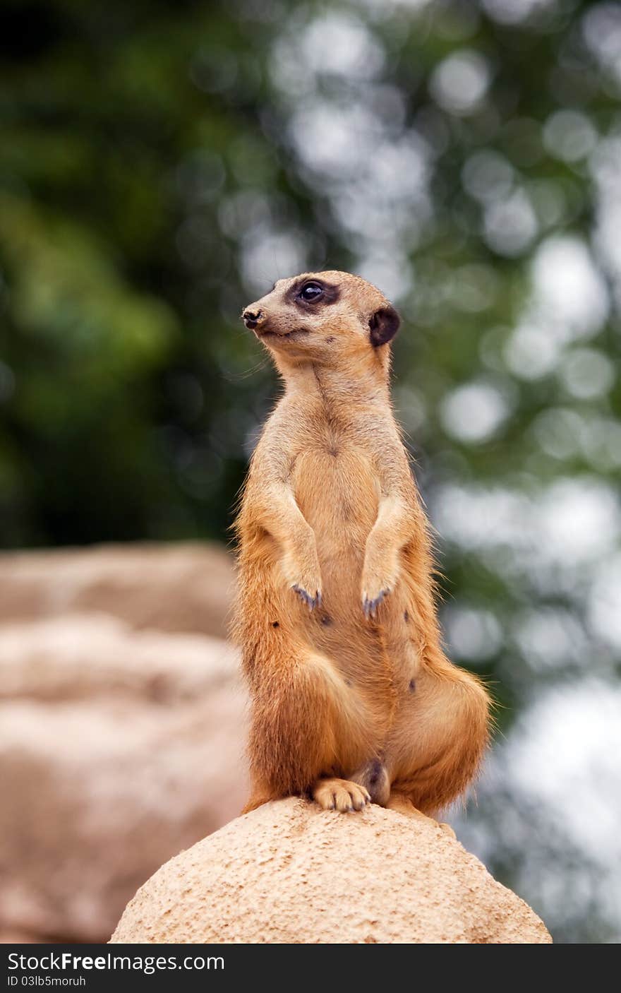 Meerkat