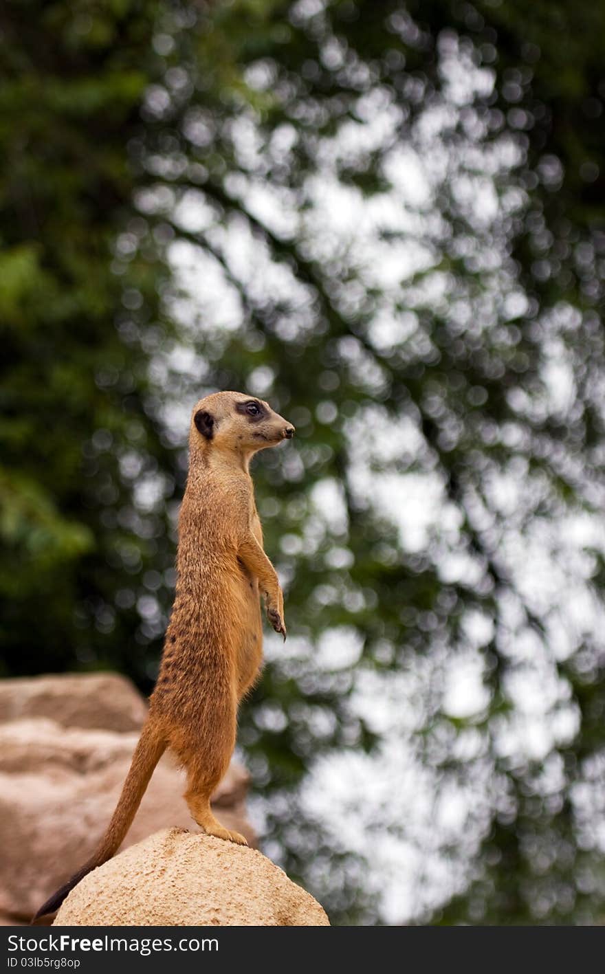 Meerkat