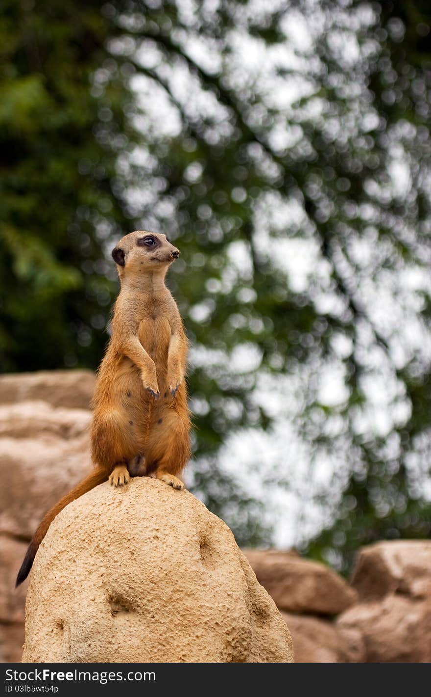 Meerkat