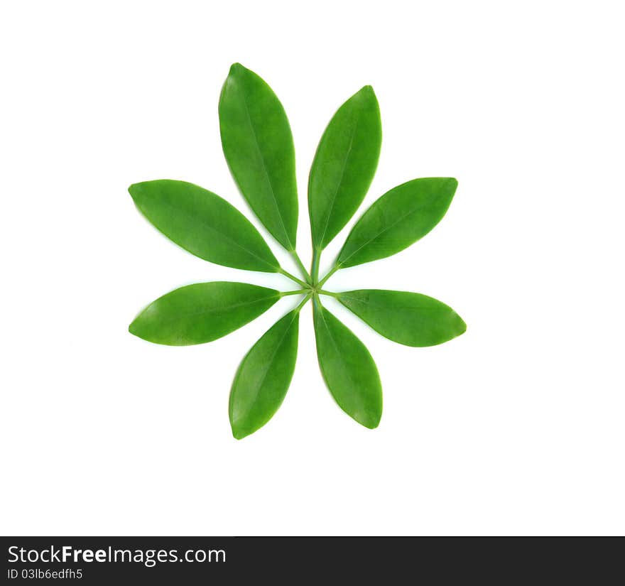 Green leaf pattern