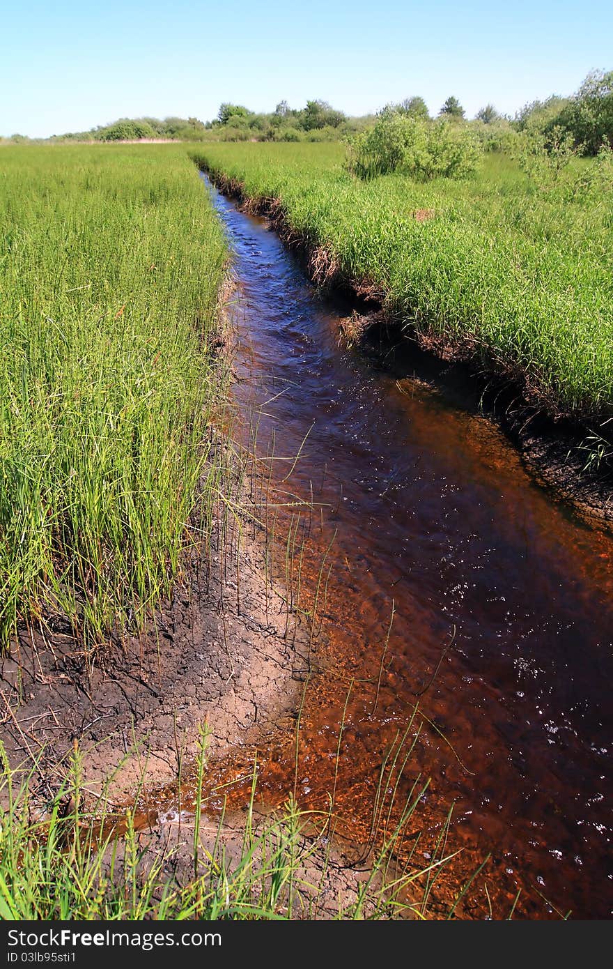 Small creek amongst marsh horsetail