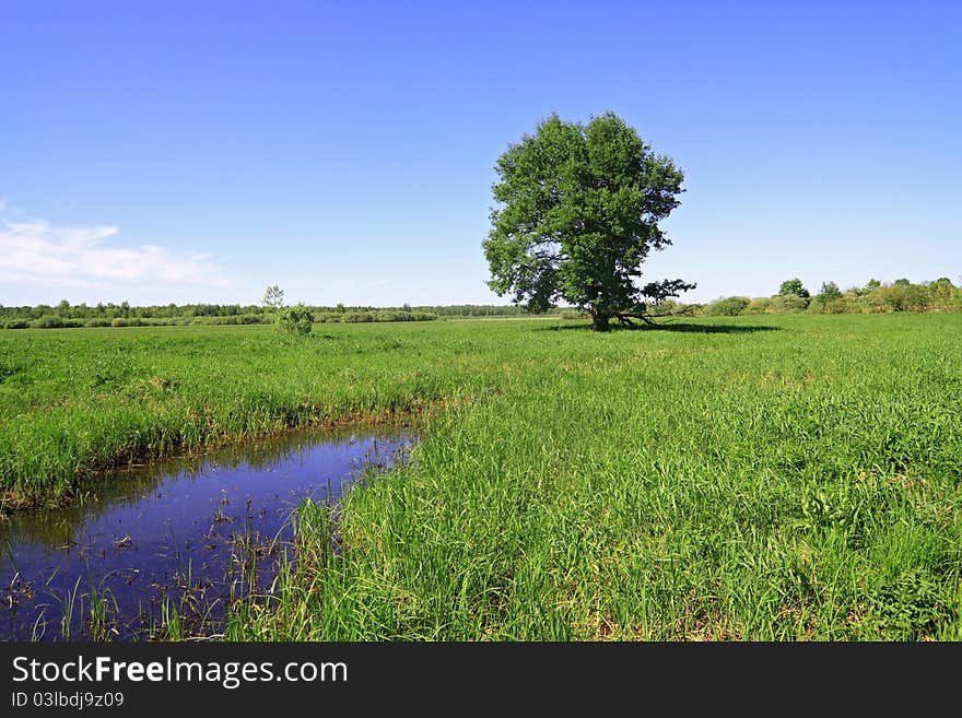 Big oak on green field