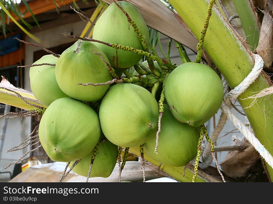 Closeup of tropical coconut fruit tree