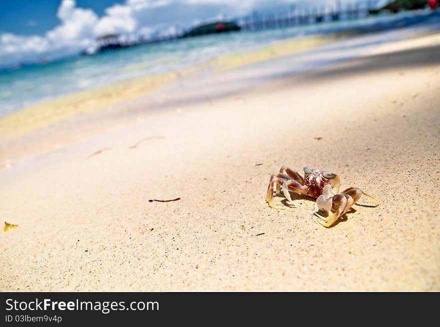 Photo of small crab on beautiful sandy beach. Photo of small crab on beautiful sandy beach