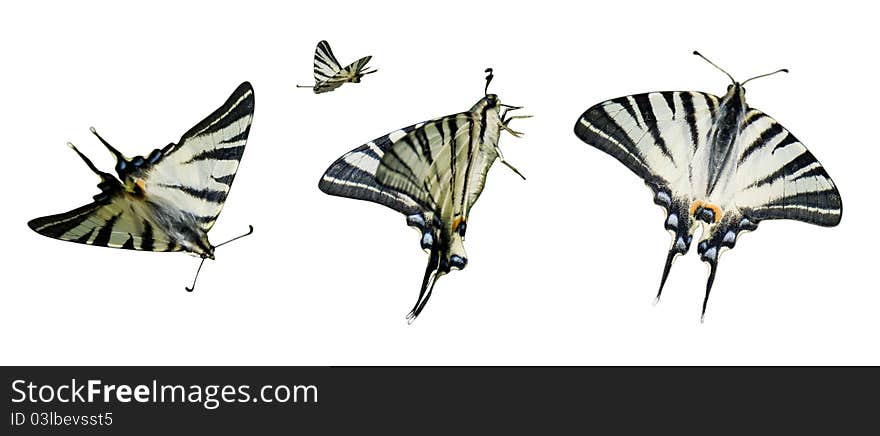 Clipart butterfly