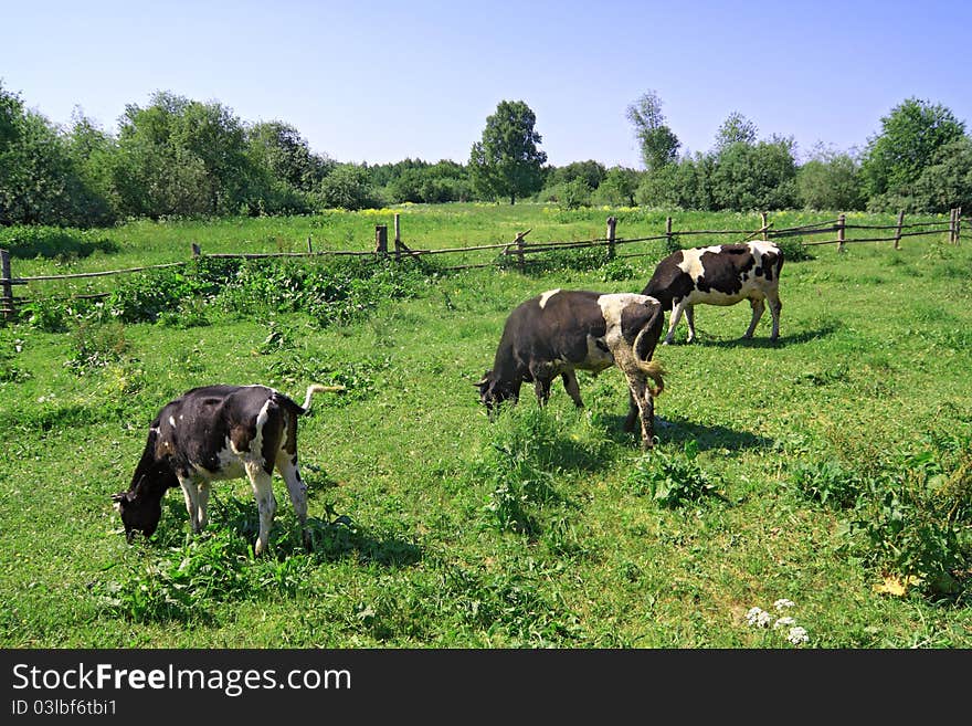 Cows on green meadow near old fence