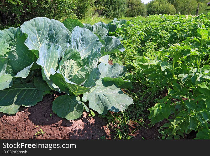 Head of cabbage in vegetable garden