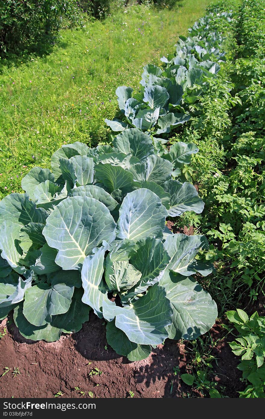 Head of cabbage in vegetable garden