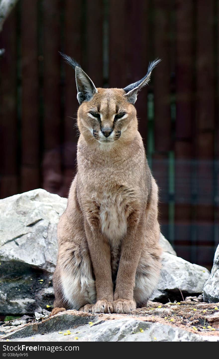 Caracal  in zoo