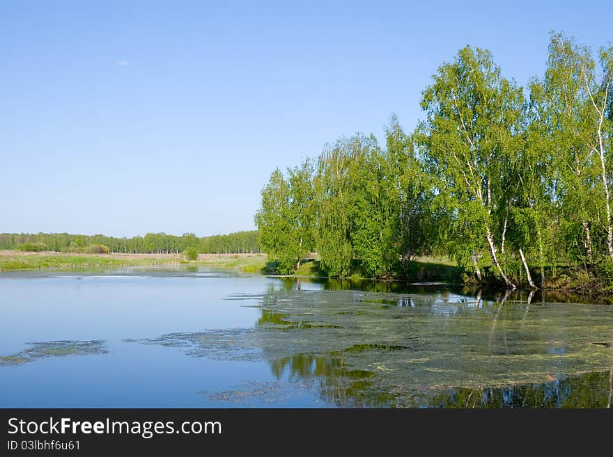 Beautiful summer landscape with a lake and birch