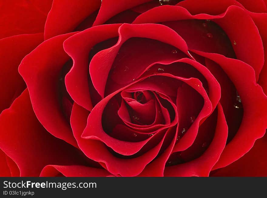 Close up of a red rose with some water drops