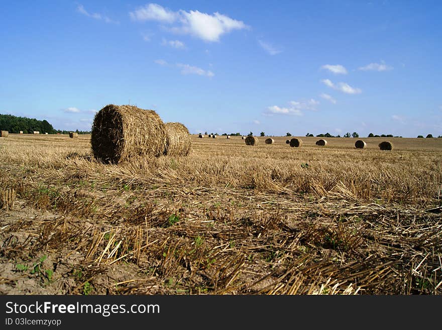 Stubble with straw