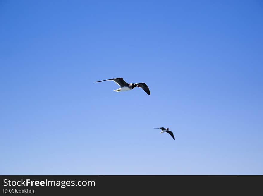 Seagulls flying in the clear blue sky. Seagulls flying in the clear blue sky