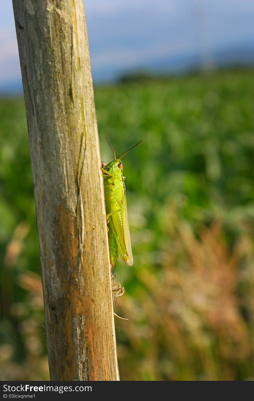 Green insect on a tree