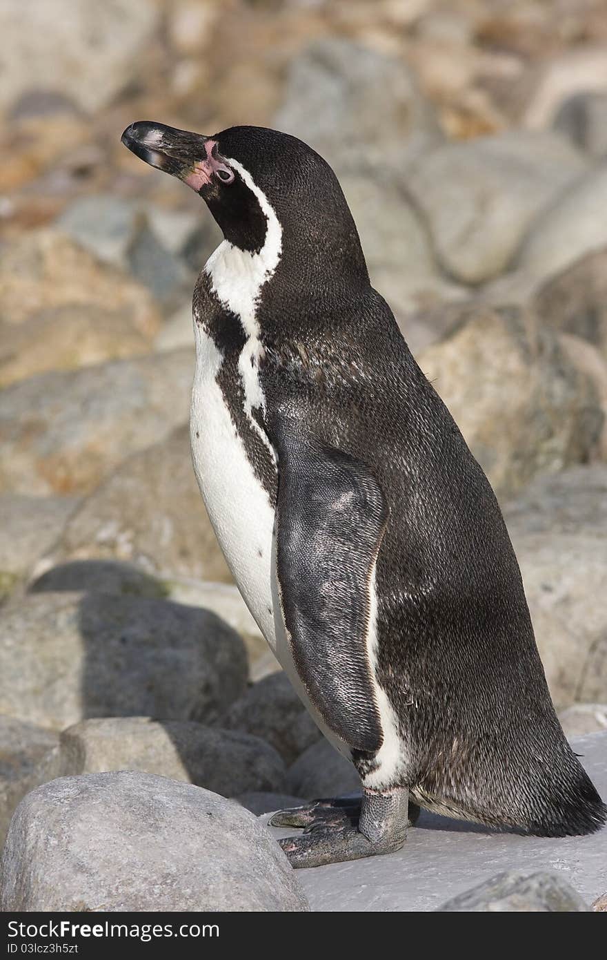 Image of a Humboldt penguin