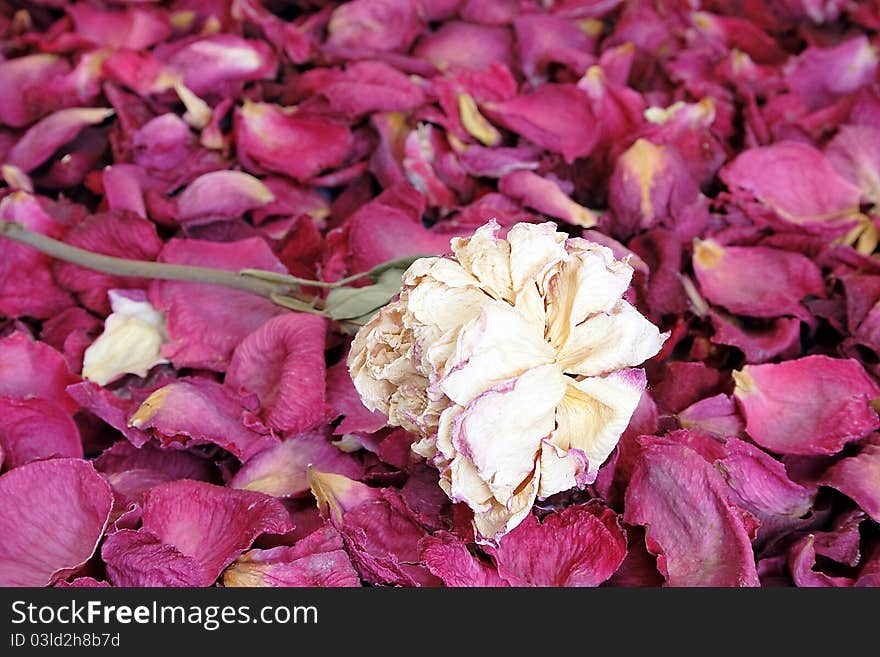 Dried  rose