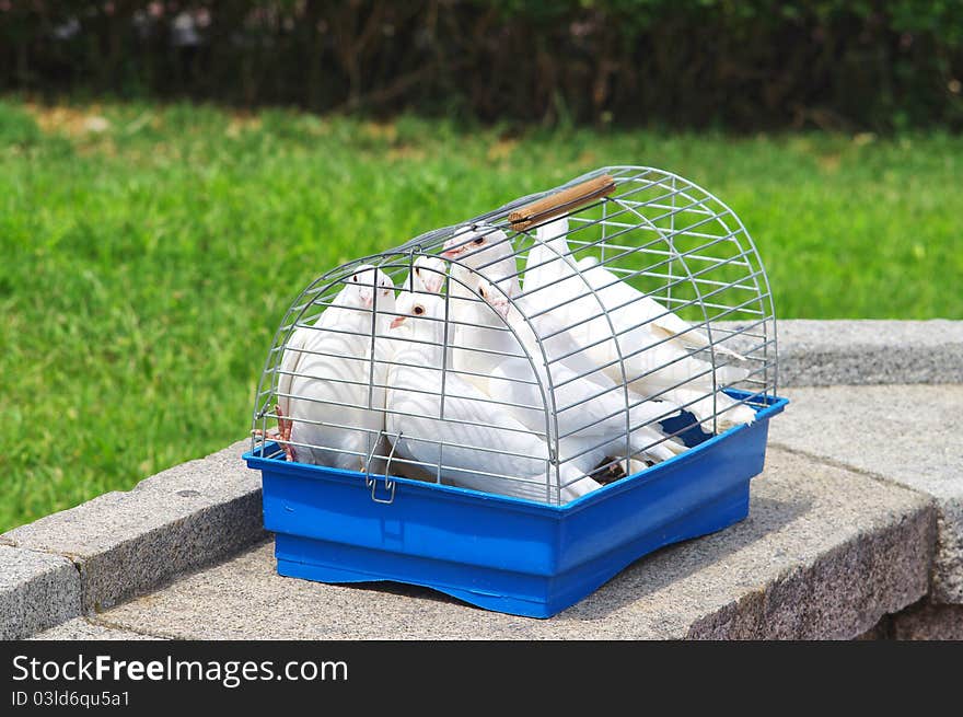 Pigeons in a cage on a background of grass fields