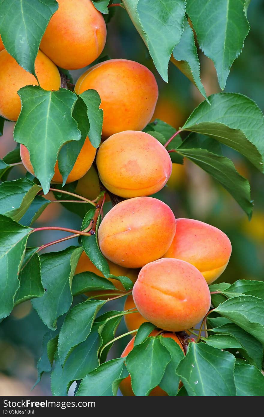 Fresh, colorful ripe apricots on branch