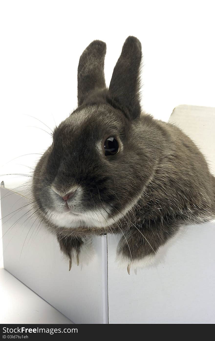 Portrait of a rabbit in a box to illustrate the shipment of goods and trade