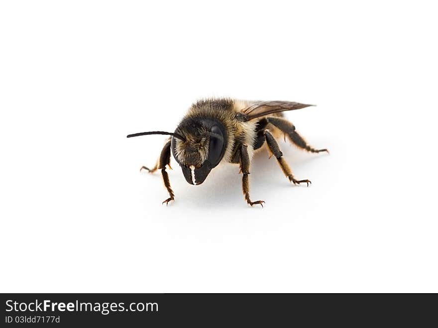 Honeybee against a white background