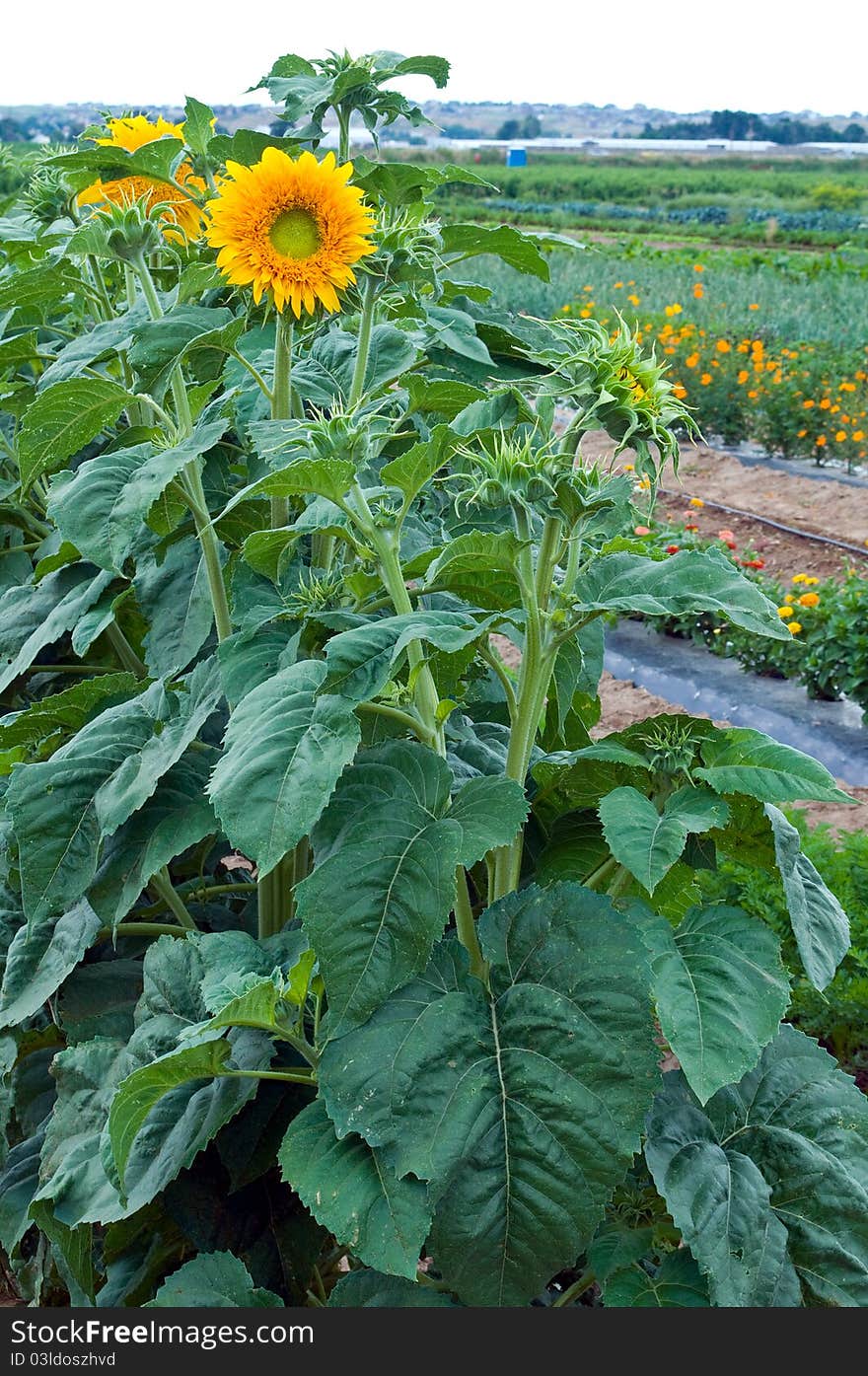 Sunflower dominating the farm scene