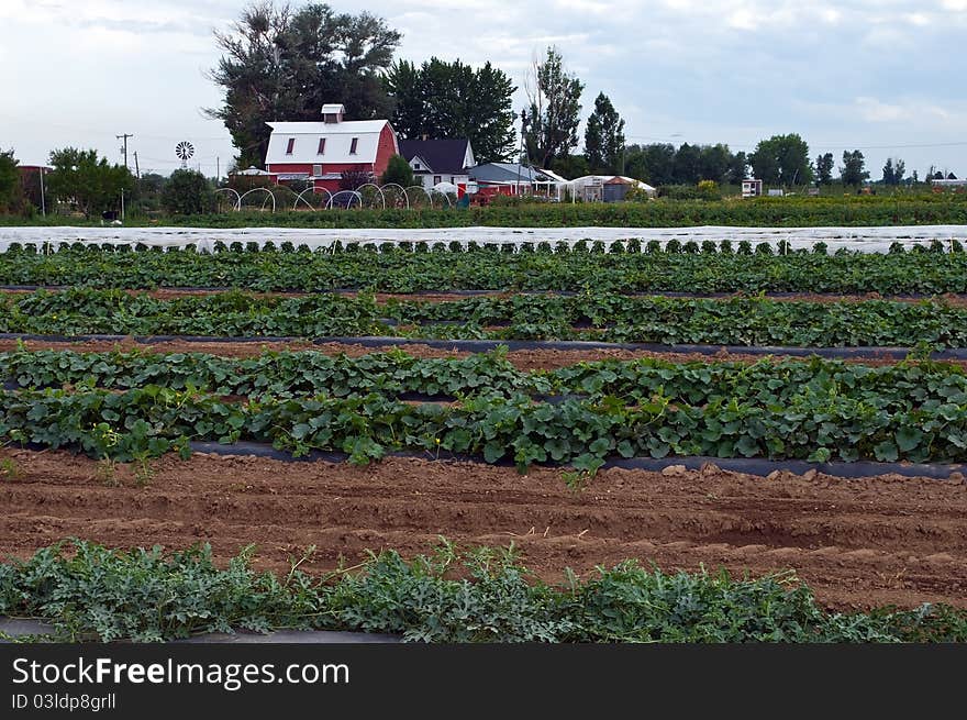 Farm in Summer