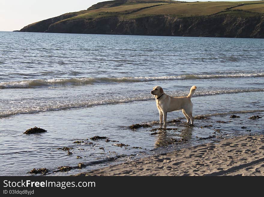 Labrador puppy visiting the sea. Labrador puppy visiting the sea.