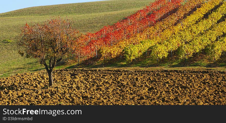 Vine In Autumn