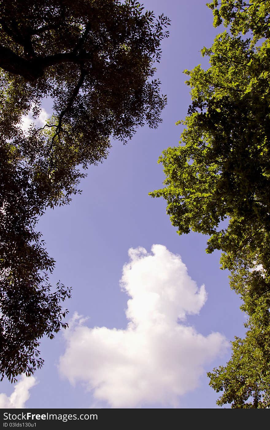 Summer clouds and tree forms background