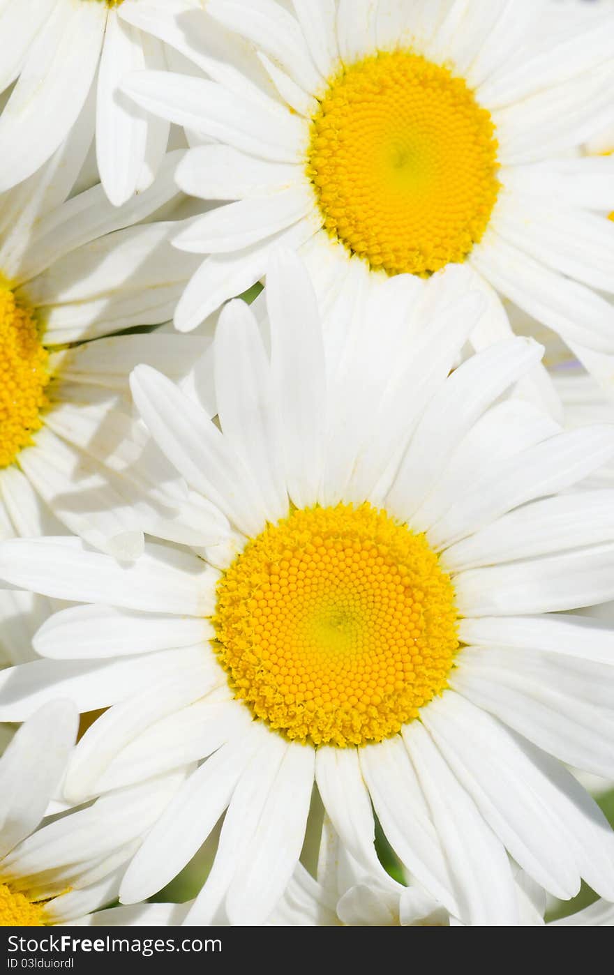 Bouquet of wild camomiles