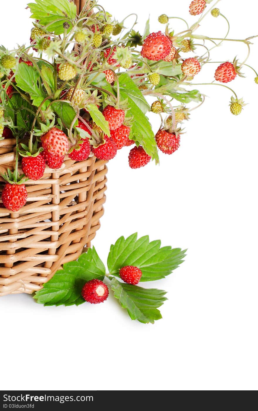 Fresh wild strawberry isolated on white background